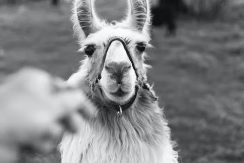 pexels-photo-1422605