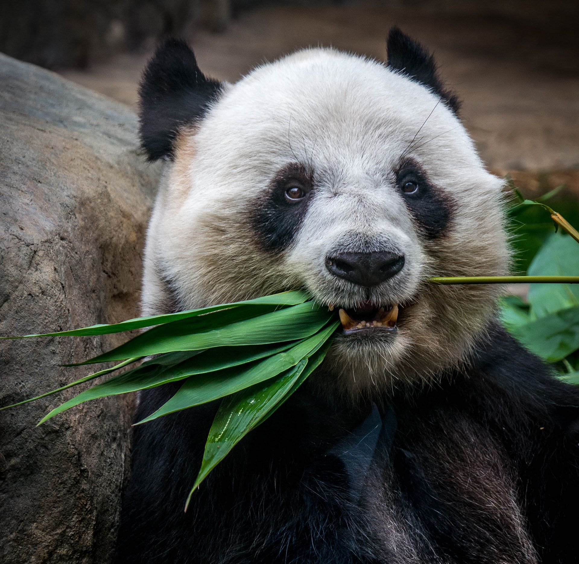 Panda image